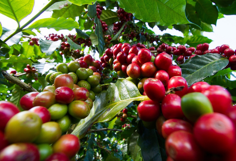 Ripe red coffee cherries growing on coffee tree in Kenyan highlands