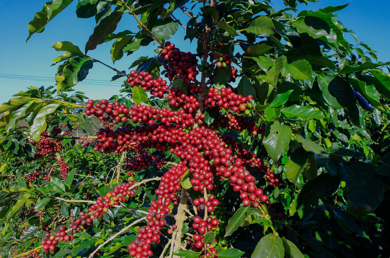 Fresh Kenyan Coffee Beans