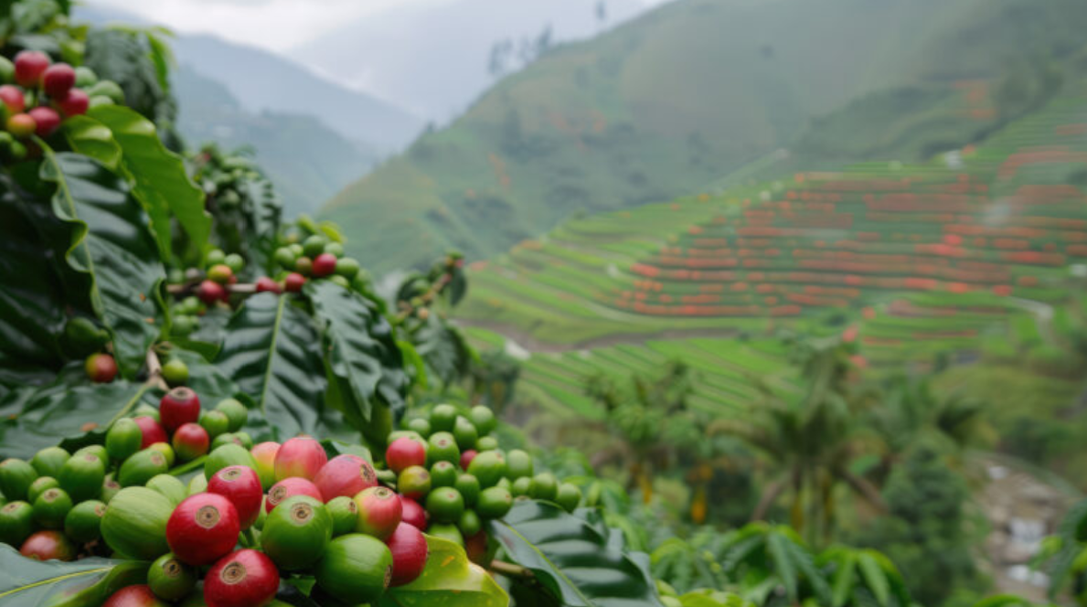 Coffee Farming Process