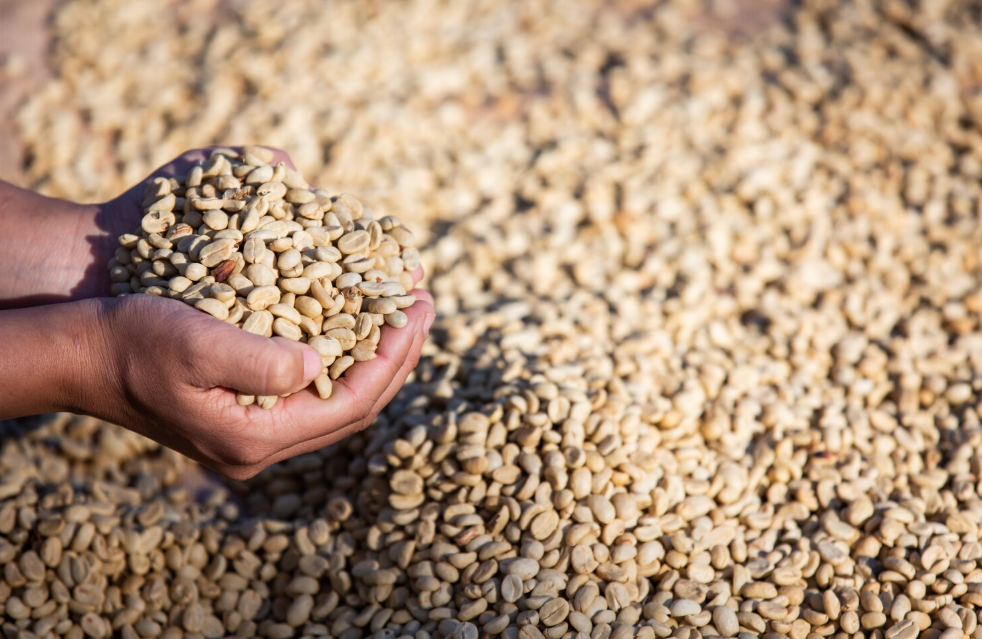 Coffee beans sun drying on raised African beds
