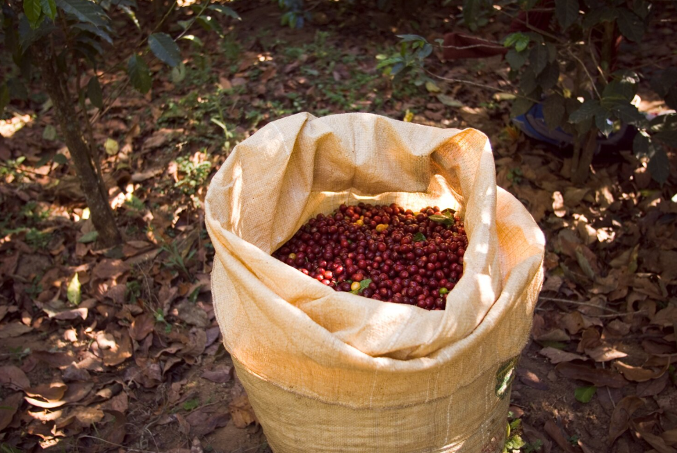 Freshly picked coffee cherries ready for processing